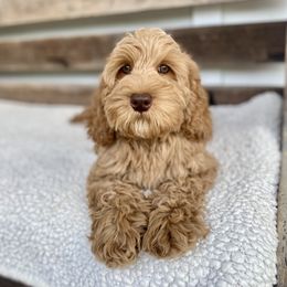 Prince Charming - Caramel male Australian Labradoodle puppy in Sarasota, Florida from GWagz