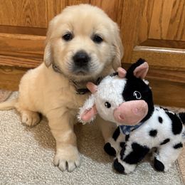 Tex - Light golden male Golden Retriever puppy in Grant County, Indiana from On The Sunny Side Pavey Farms