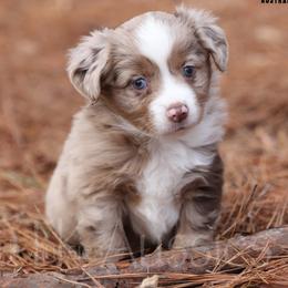 Mercedes- RMF2 - Red merle female Miniature Australian Shepherd puppy in Nacogdoches, Texas from TK Standard, Mini, & Toy Aussies