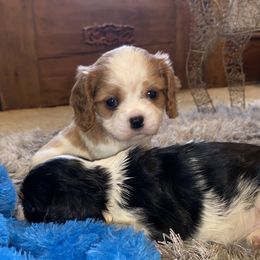 Cavalier King Charles Spaniel Puppies from Sunset Valley Cavaliers
