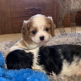 Cavalier King Charles Spaniel Puppies from Sunset Valley Cavaliers