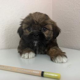 Female 2 - Brindle and white female Shih Tzu puppy in Downey, California from Cali shih tzu