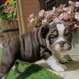 Oliver - Chocolate tri-color male Bulldog puppy in Ben Lomond, Arkansas from Miesha Carver's Bulldogs