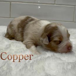 Copper - Red merle male Australian Shepherd puppy in Zephyrhills, Florida from Highland Shelties & Aussies