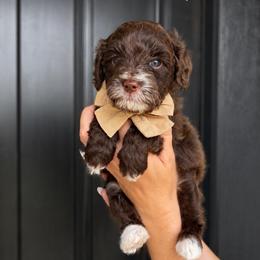 Orson - Chocolate male Goldendoodle puppy in Van Alstyne, Texas from Forest Haven Doodle Co.