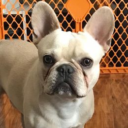 Louis - French Bulldog