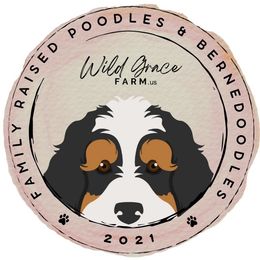 Poodle puppies from Wild Grace Farm Pups