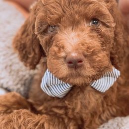 Australian Labradoodle and Double Doodle Puppies from Love Me Pooch