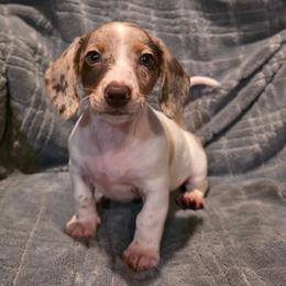 Jr 2500 chocolate piebald - Dapple male Dachshund puppy in Magnolia, Texas from J&R Macias Dachshunds