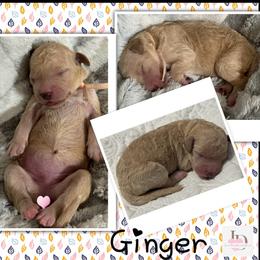 Ginger- White - Parti female Goldendoodle puppy in Ankeny, Iowa from Iowadoodles2love