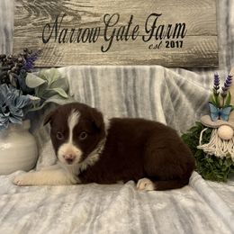 Amara - White and red female Border Collie puppy in Moody, Texas from Narrow Gate Farm
