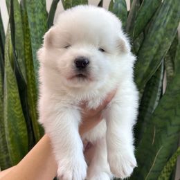 Tobasco (aka Toby) - White male Samoyed puppy in Lafayette, Louisiana from Southern Roux Samoyeds