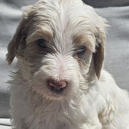 Casper - Aussiedoodle puppy from MacDoodle K9