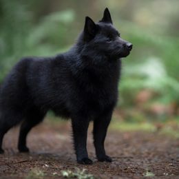 Schipperkes from Dashing Schipperkes