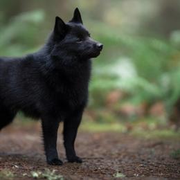 Schipperkes from Dashing Schipperkes