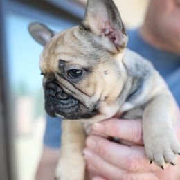 French Bulldog Puppies from Camp Fine Frenchies