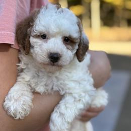Darla - Parti female Goldendoodle puppy in Berlin, Ohio from Doodle Babys
