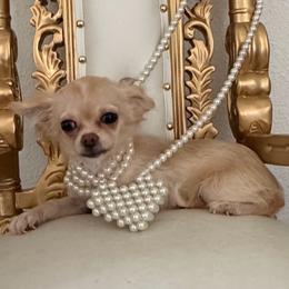 Grace - Cream female Chihuahua puppy in Burleson, Texas from Tiny Diiamond Chihuahua Boutique
