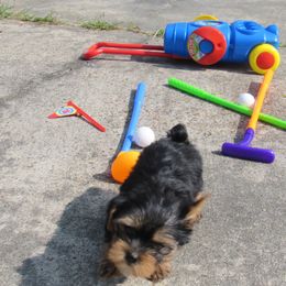 Yorkshire Terrier Puppies from Holy Terriers Yorkies