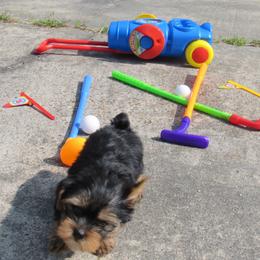 Yorkshire Terrier Puppies from Holy Terriers Yorkies