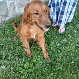River - Golden Retriever