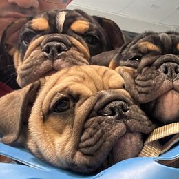 Bulldogs from BH Bulldogs