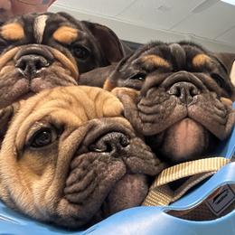 Bulldogs from BH Bulldogs