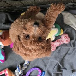 Goldendoodle Puppies from Lauralyn's Goldendoodles