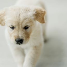 Golden Retriever Puppies from Sweeter Than Honey Golden Retrievers, LLC.