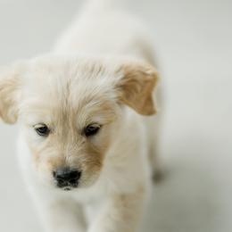Golden Retriever Puppies from Sweeter Than Honey Golden Retrievers, LLC.