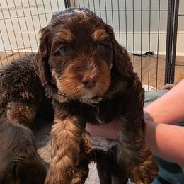 Hazel - Tri-color female Bernedoodle puppy in Malden, Illinois from Doting Doodles
