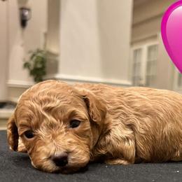 Willow - Apricot female Poodle puppy in Mineral Wells, Texas from S.H.A.R.P.’s Toy Poodles