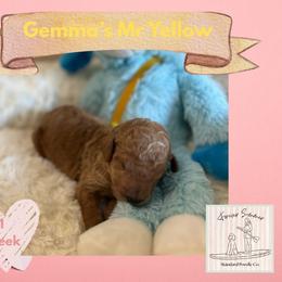 Boy 3 - male Poodle puppy in Ocean Springs, Mississippi from Forever Summer Standard Poodles