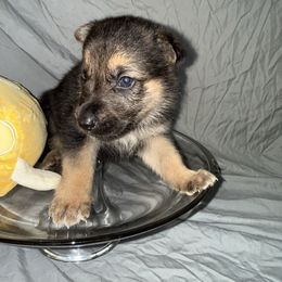 Colby - Black and tan male German Shepherd puppy in Magnolia, Texas from K & Q Shepherds