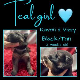 TEAL Girl - Black and tan female German Shepherd puppy in Apache Junction, Arizona from CS Vista Farms