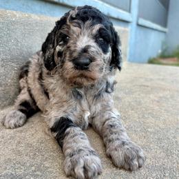 Saffron - Merle female Goldendoodle puppy in Brooksville, Florida from Spring Prairie Doodles