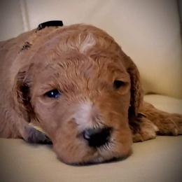 Harley - Goldendoodle