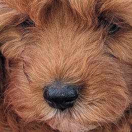 Cavalier King Charles Spaniels, Cavapoos, and Poodles from Puppy Adventures LLC