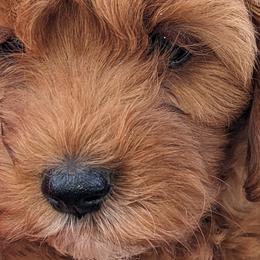 Cavalier King Charles Spaniels, Cavapoos, and Poodles from Puppy Adventures LLC