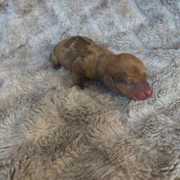 Clover - Dapple female Dachshund puppy in Opelika, Alabama from Dachshund Darlins