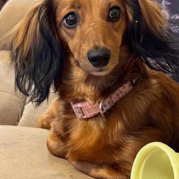 Rooro - Dachshund