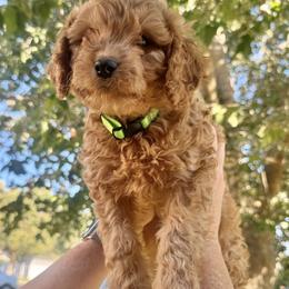 Cavapoo Puppies from Molly n Friends