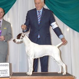 Pearl - German Shorthaired Pointer