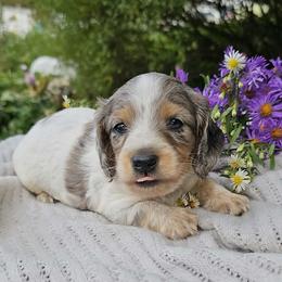 Bunny - Dapple female Dachshund puppy in Richburg, New York from Granny's babies