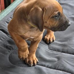 Canute - Rd whtn blk nose male Rhodesian Ridgeback puppy in Gaffney, South Carolina from Circle D Farms