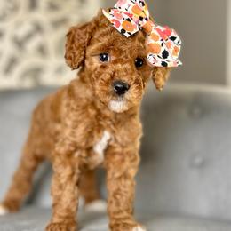 Lily - Red  female Goldendoodle puppy in Queen Creek, Arizona from Goldendoodle AZ