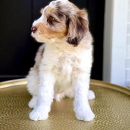 Boy 5 - Chocolate merle male Bernedoodle puppy in Salt Lake County, Utah from Coco Avenue Pups