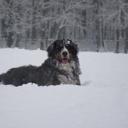 Bernese Mountain Dog Puppies from Bernese Beauties