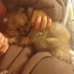 Pomeranian and Pomsky Puppies from Stonehill Breeders