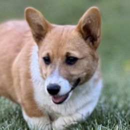 American Corgis and Pembroke Welsh Corgis from Teri's Corgis